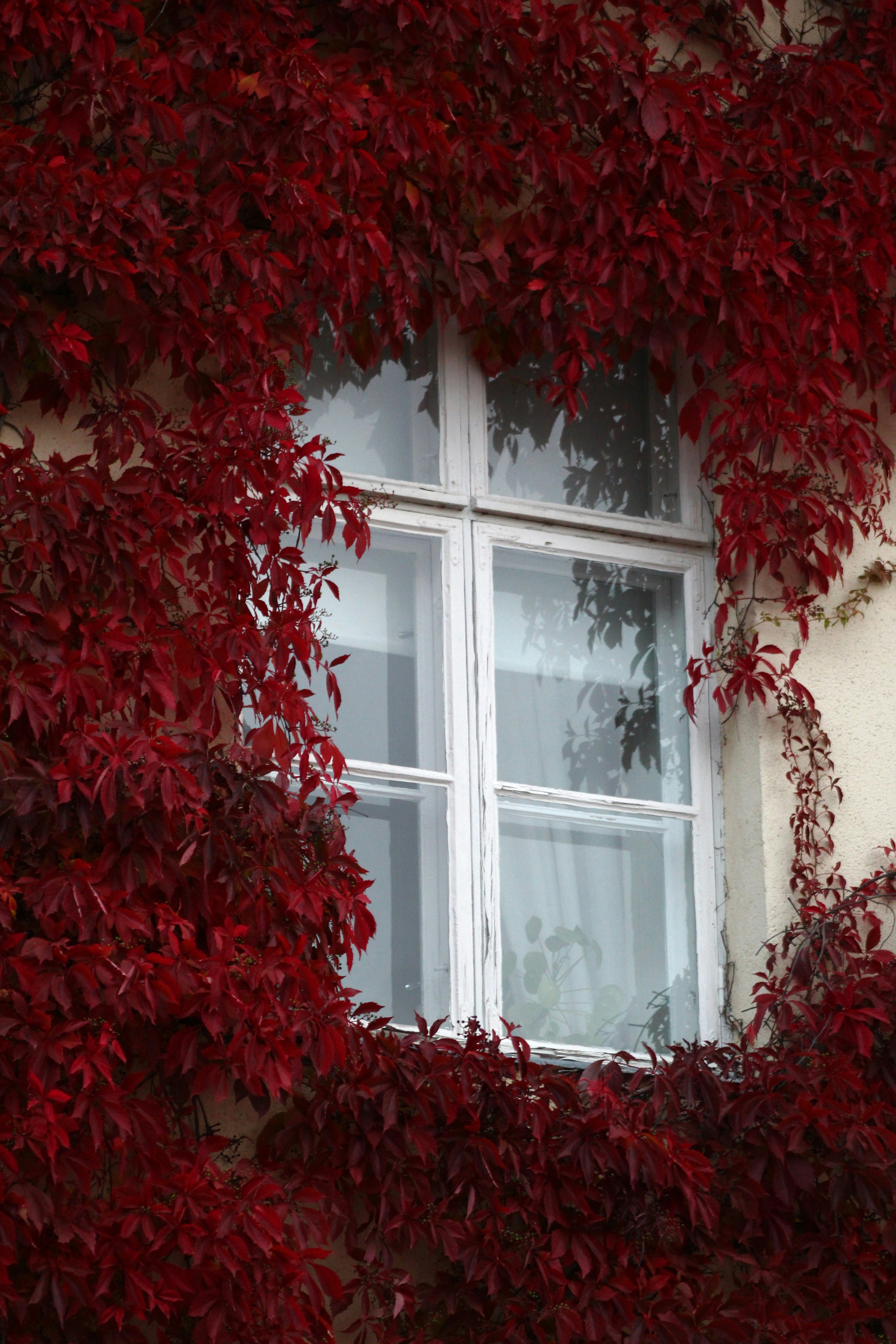 Fenstergestaltung im Fokus: So setzen Sie saisonale Akzente mit abnehmbaren Folien