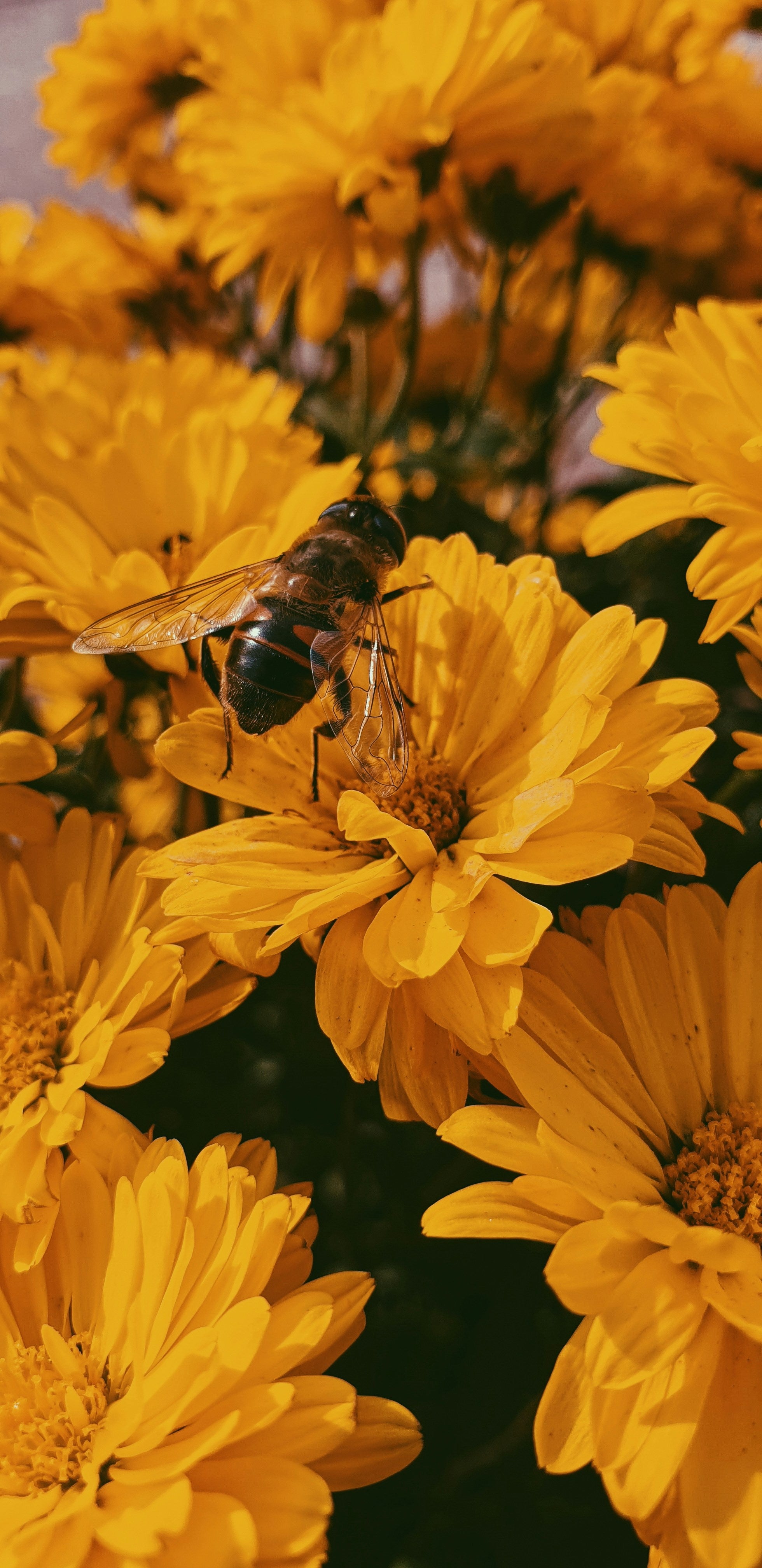 Wie können Sie mit einem bienenfreundlichen Garten nachhaltiges Leben fördern?