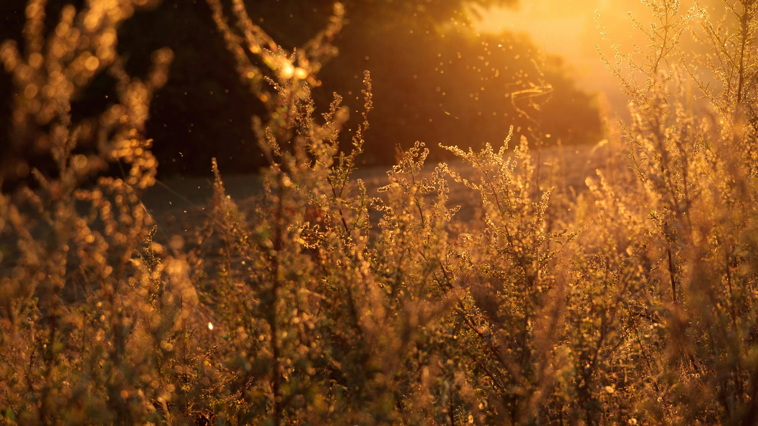 Allergiefrei leben: Fensterfolien als Lösung gegen Pollen und Staub