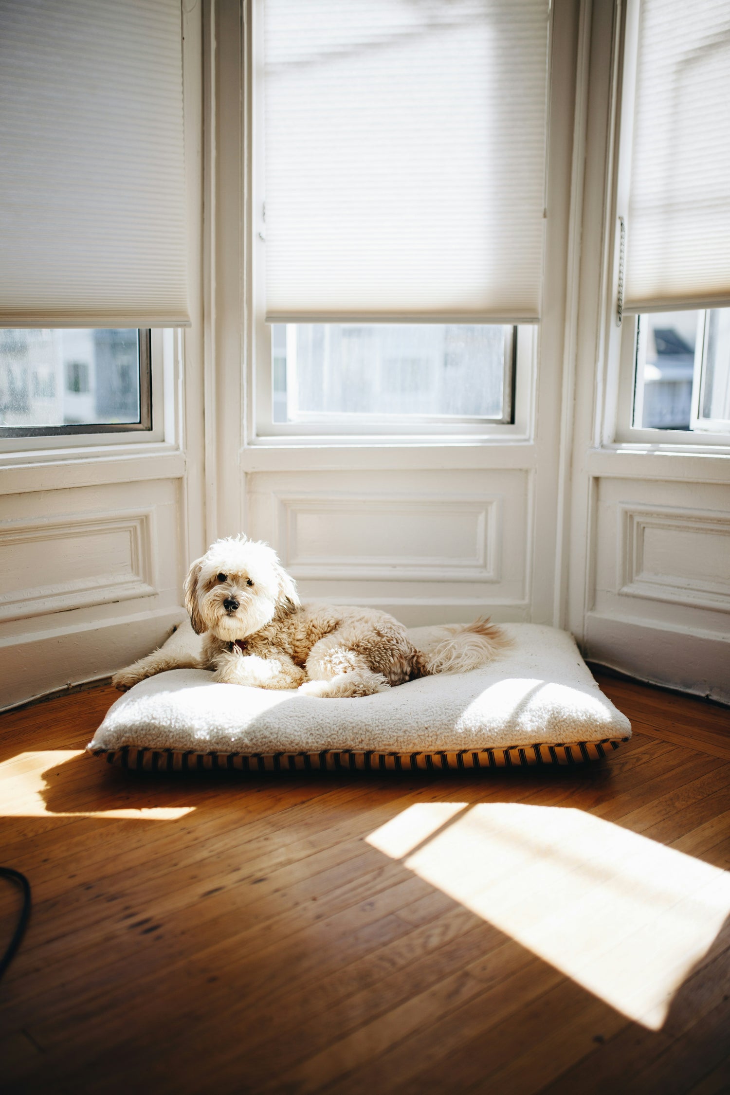 Fensterfolien im Fokus: Der entscheidende Schutz für Tiere und Pflanzen